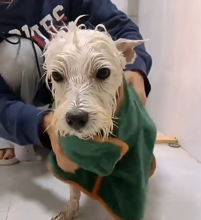 Quick-Dry Microfiber Pet Robe